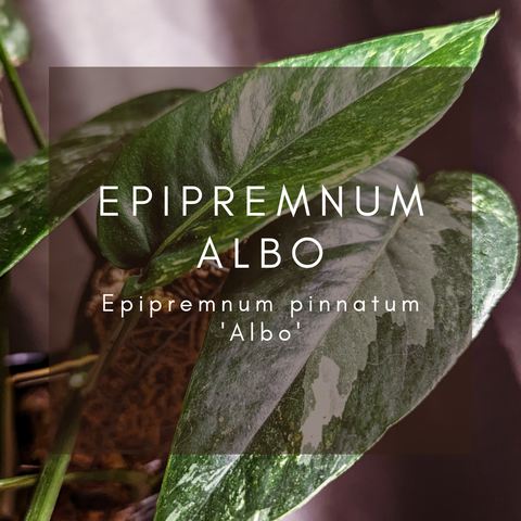 Epipremnum Albo