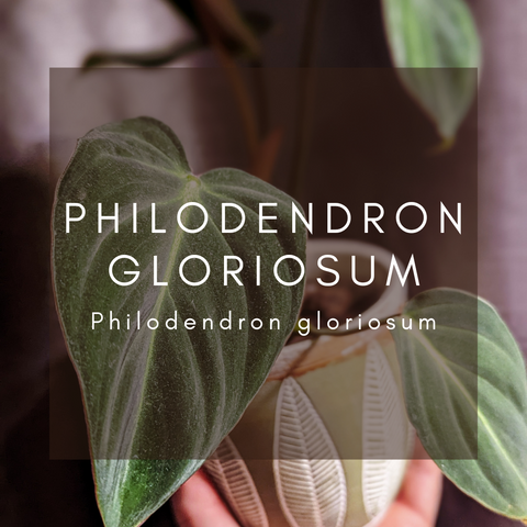 Philodendron Gloriosum