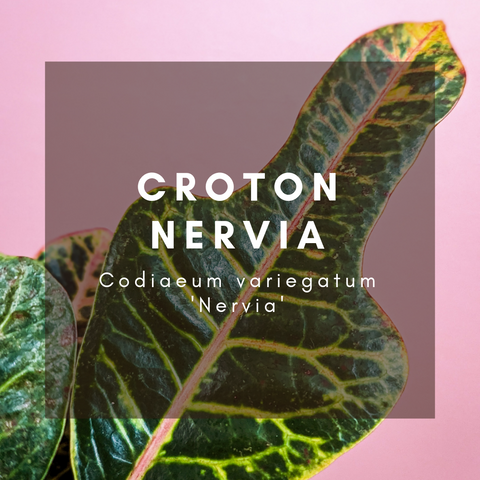 Croton Nervia