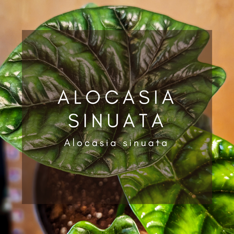 Alocasia Sinuata