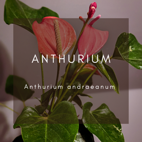 Anthurium