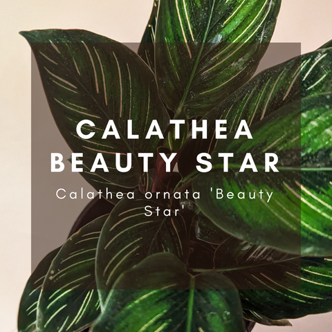 Calathea Beauty Star