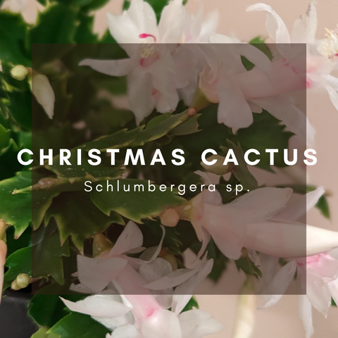 Christmas Cactus