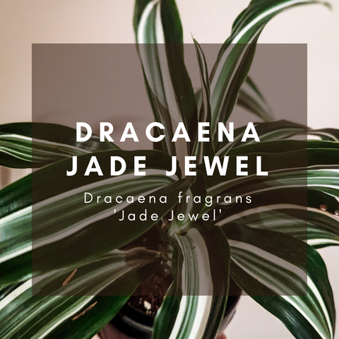 Dracaena Jade Jewel