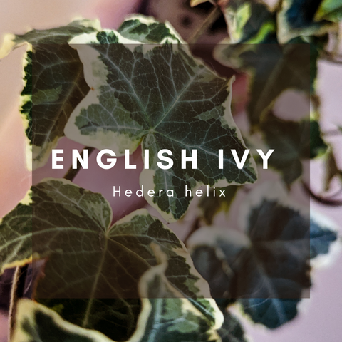 English Ivy