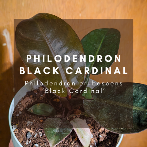 Philodendron Black Cardinal