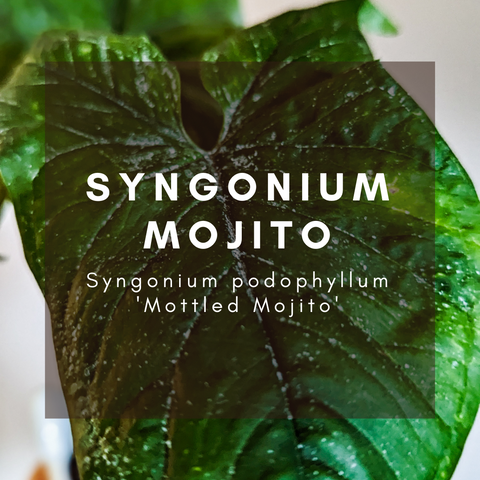 Syngonium Mojito