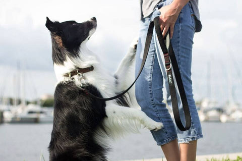padded handle dog leash