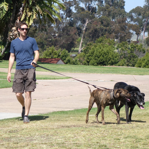 double leash for two dogs