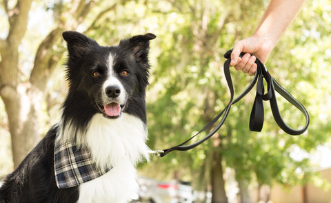Two Handle Leash on Border Collie