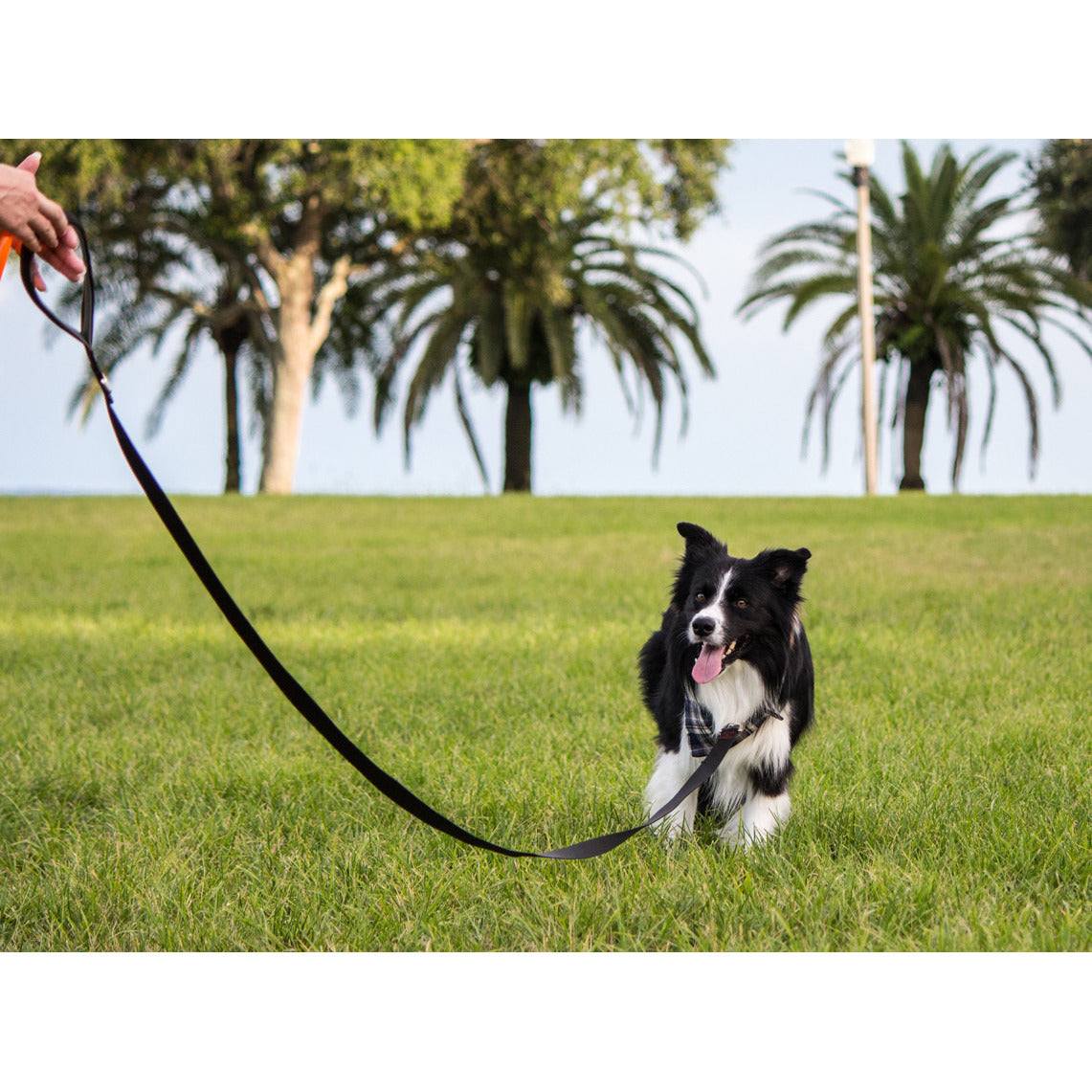 10 ft dog leash