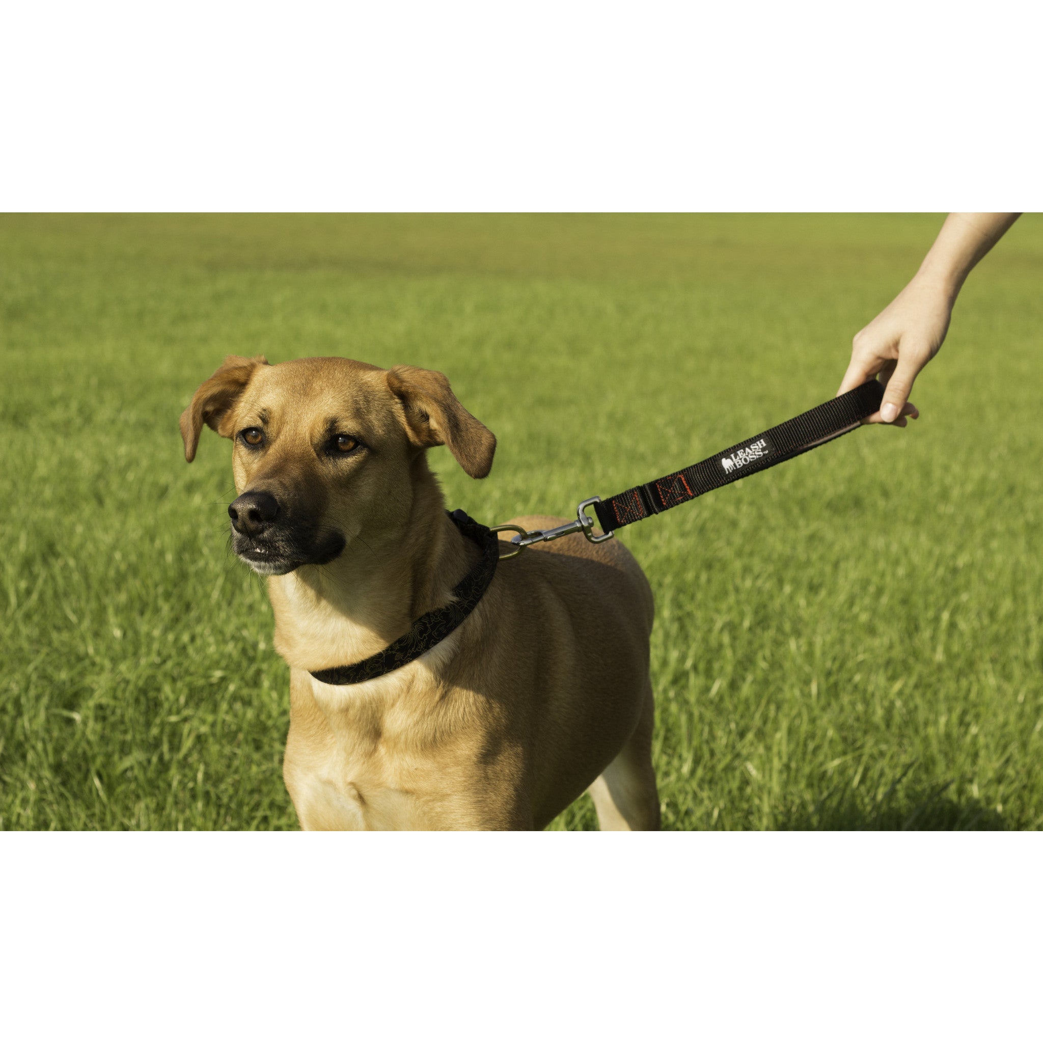 12 Inch Short Dog Leash with Neoprene 