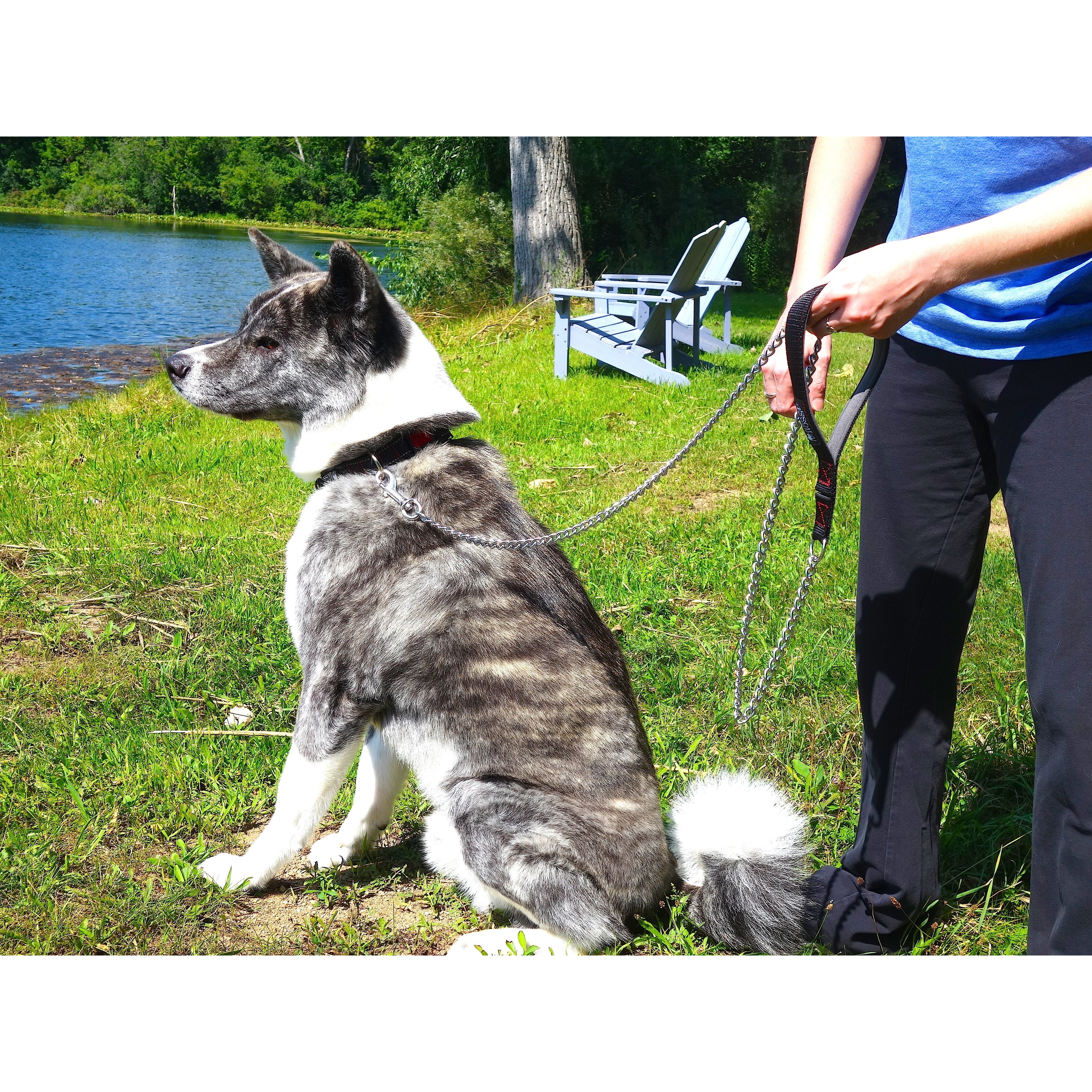 chain leashes for big dogs