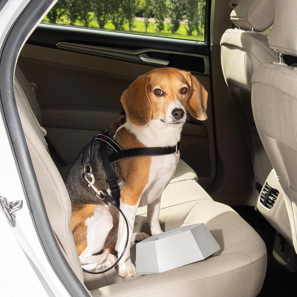 metal dog seat belt