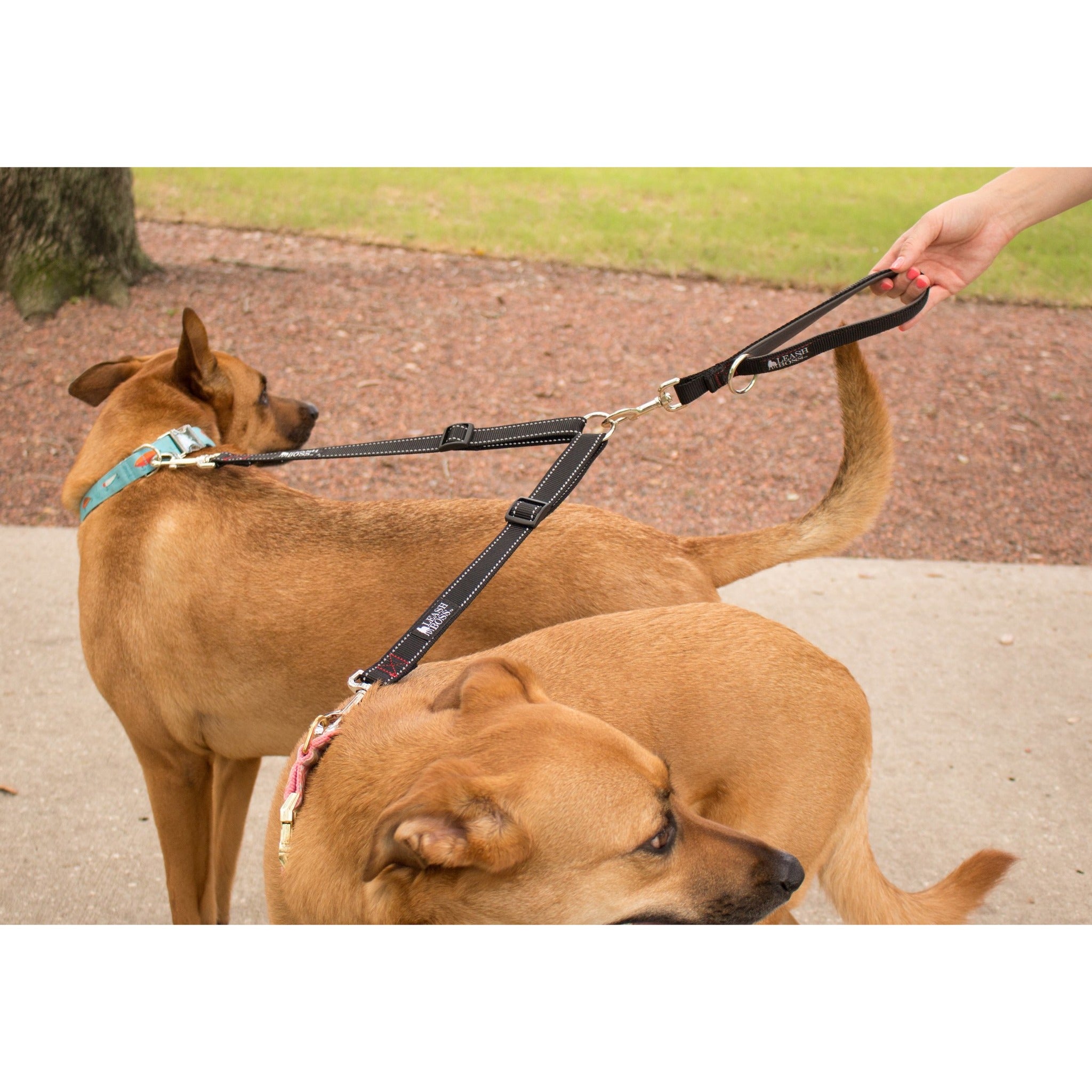 leash two dogs together