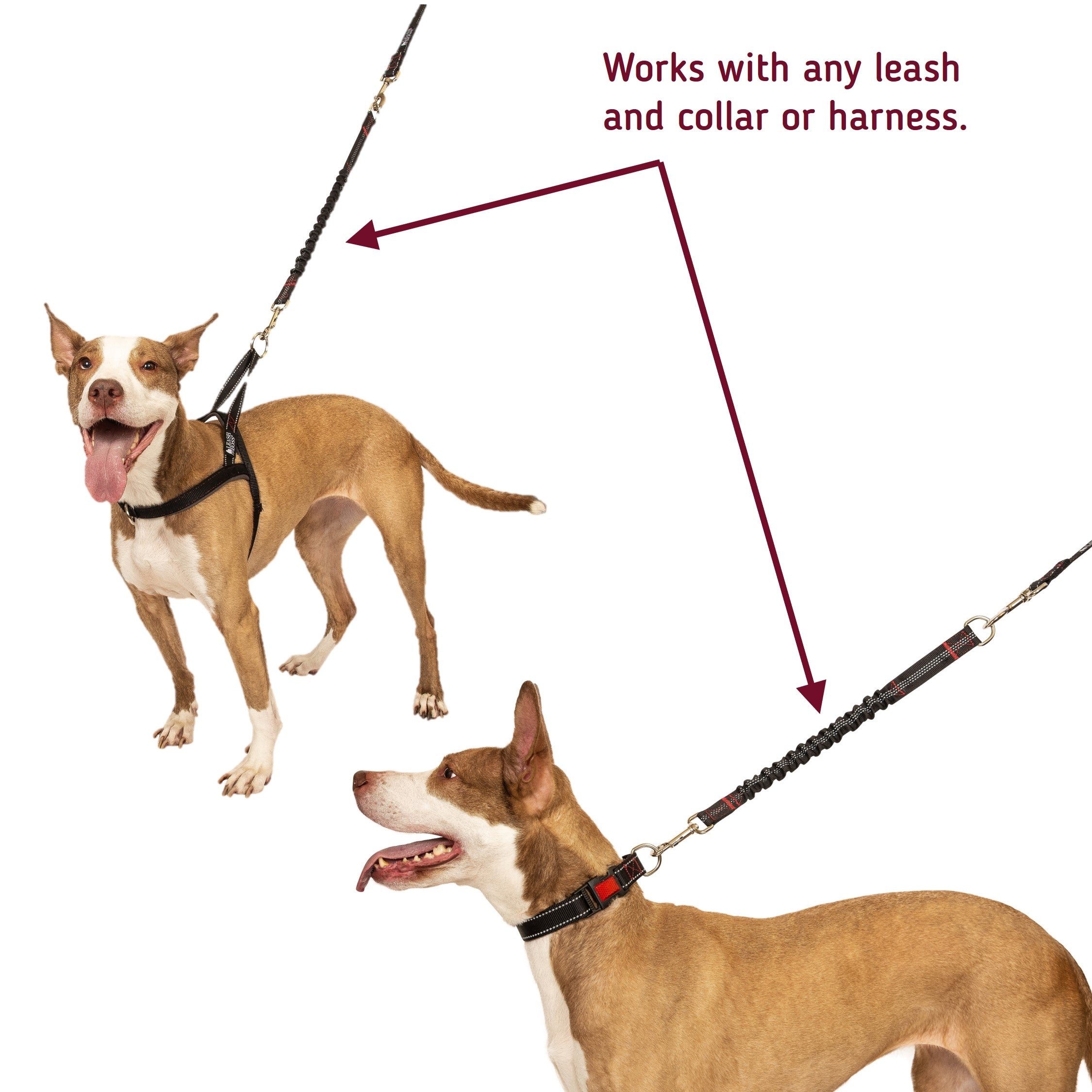 shock absorber dog lead