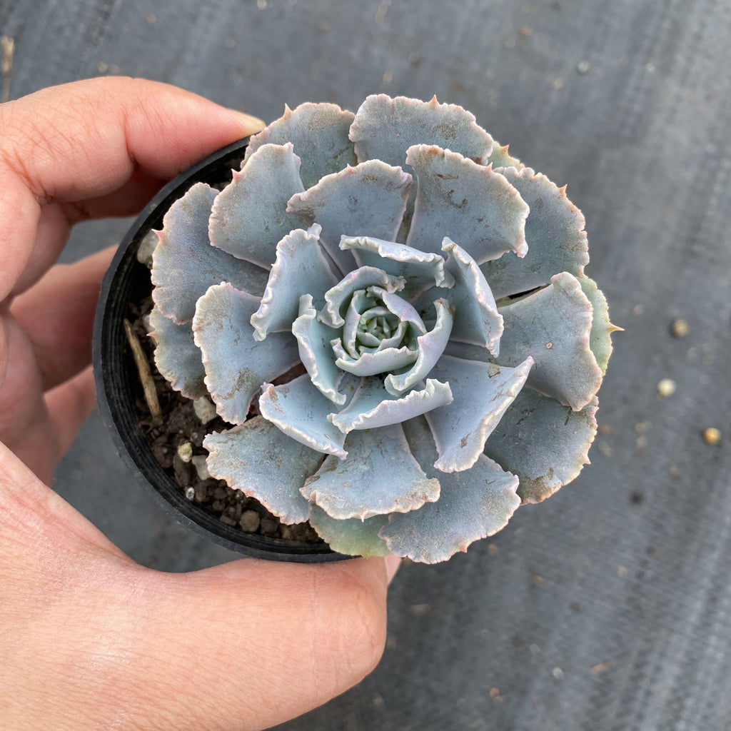 Echeveria shaviana 'Truffles' – LET LOVE GROW (Succulent & Cactus)