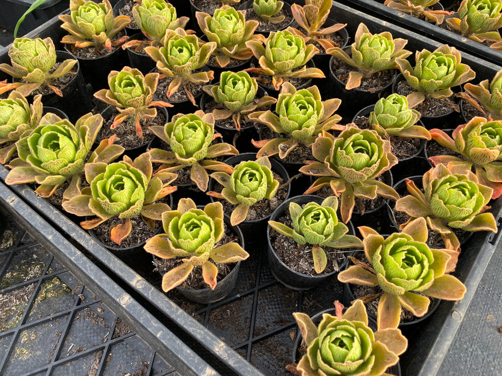 Aeonium smithii – LET LOVE GROW (Succulent & Cactus)