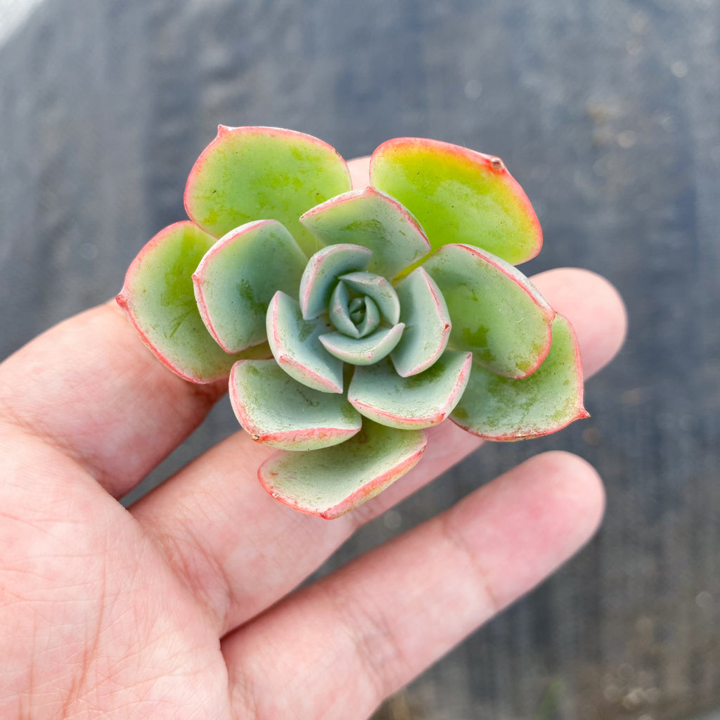 echeveria raindrops