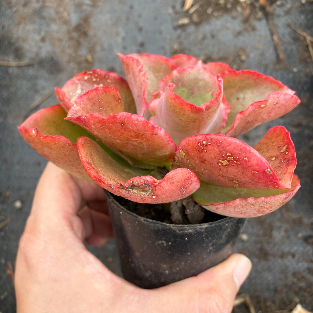 Echeveria Dicks Pink – Let Love Grow Succulent And Cactus