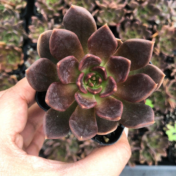 Echeveria 'Black Prince' (S) (SALE NIGHT) – LET LOVE GROW (Succulent ...