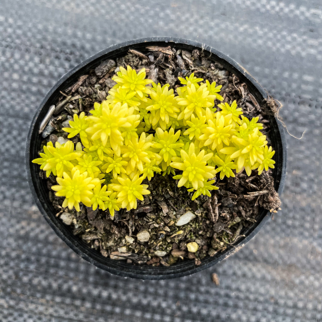 Sedum 'Tokyo Sun' – LET LOVE GROW (Succulent & Cactus)