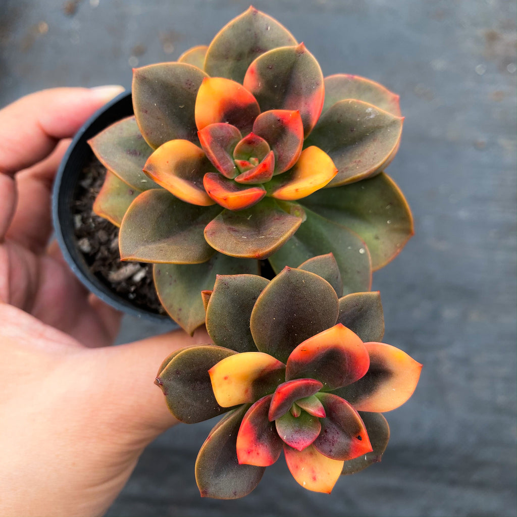 echeveria chroma