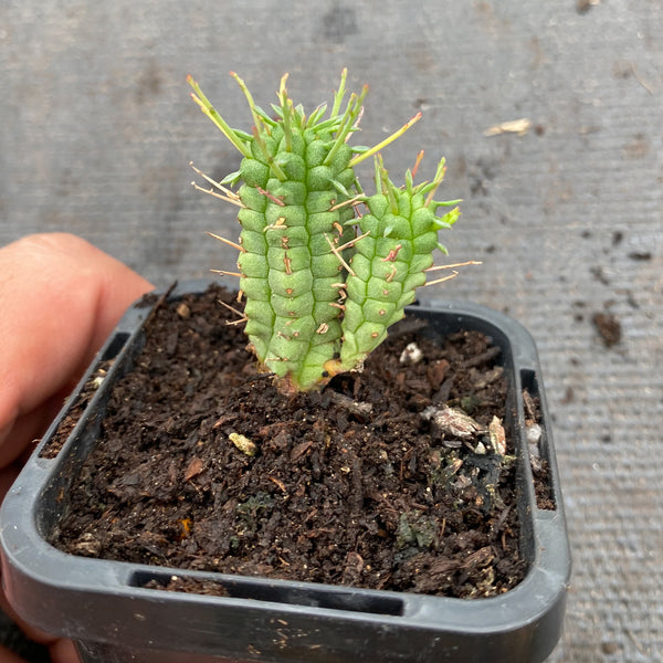 Euphorbia submammillaris v pfersdorfii (P/C) – LET LOVE GROW (Succulent ...