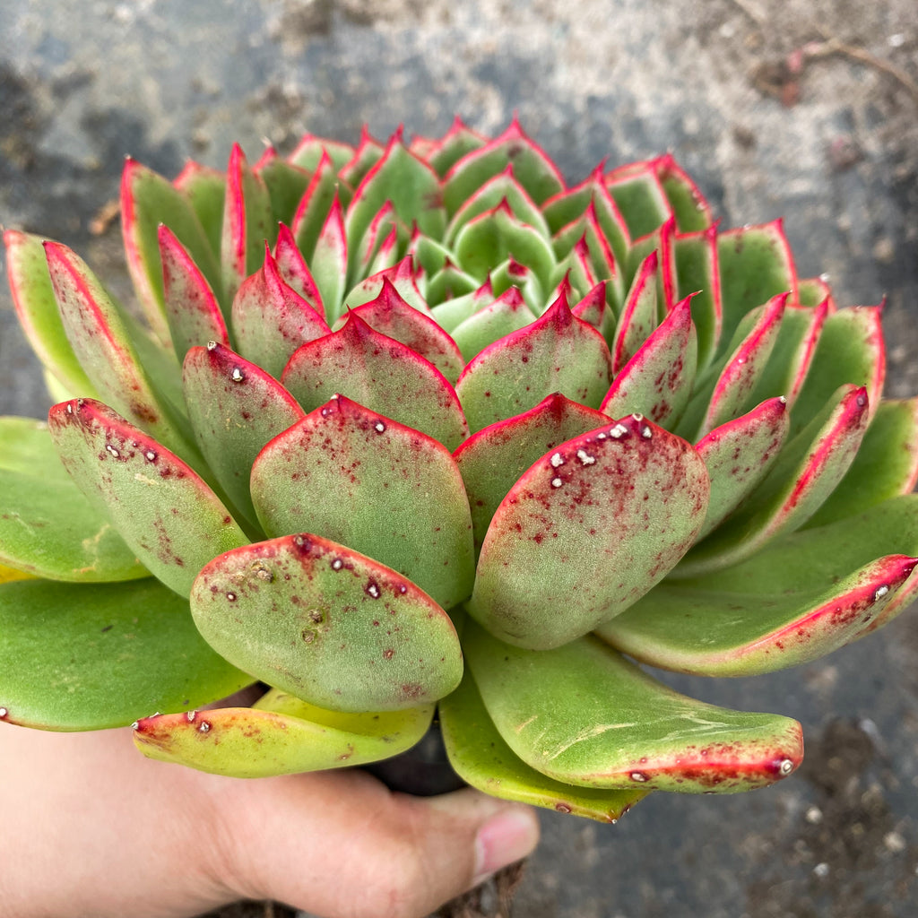 Echeveria 'Mocha' – LET LOVE GROW (Succulent & Cactus)