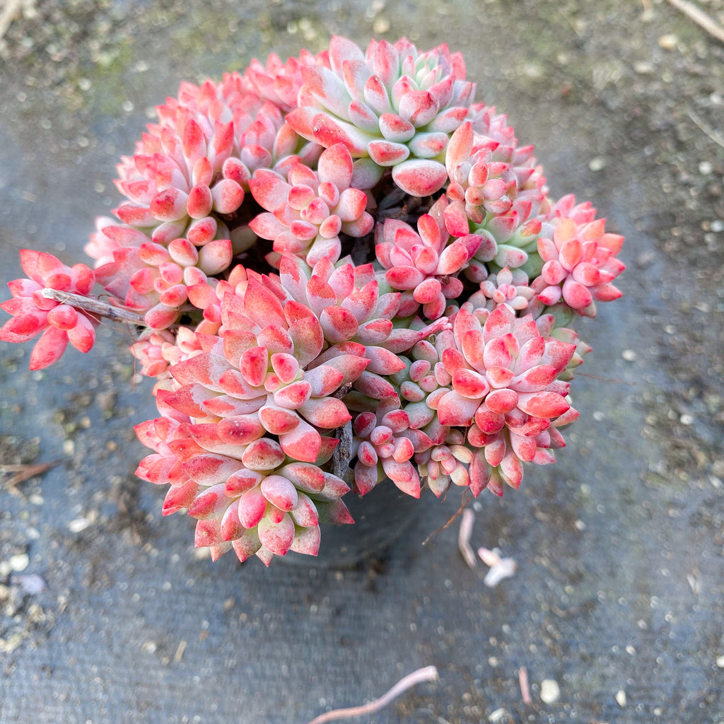 Echeveria amoena (XXS) – LET LOVE GROW (Succulent & Cactus)