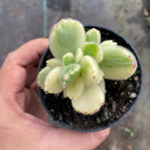 bear paw succulent singapore