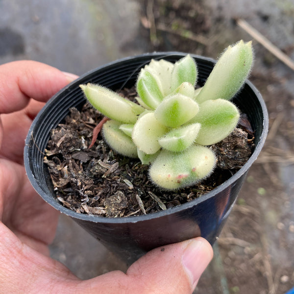 bear paw succulent rotting