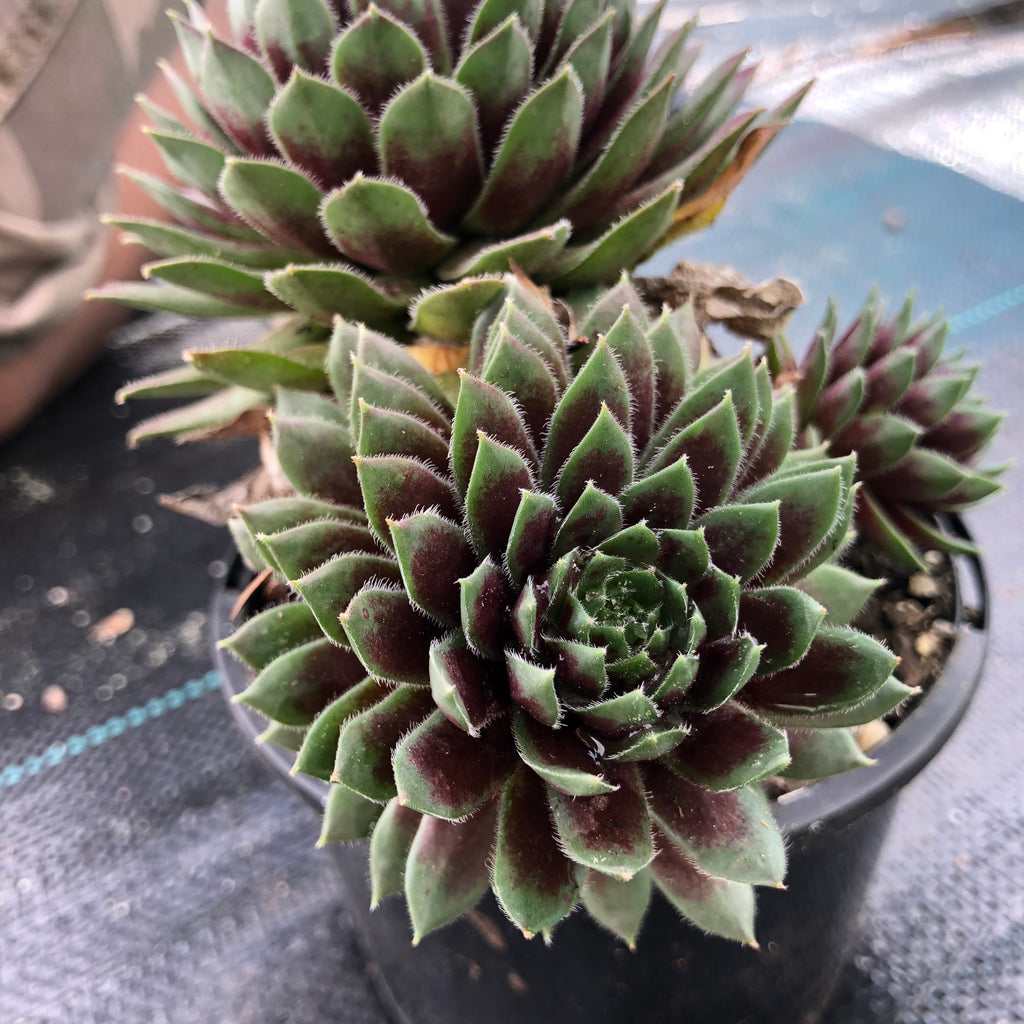 Sempervivum 'Black mini' (P/C)(SALE NIGHT) – LET LOVE GROW (Succulent ...