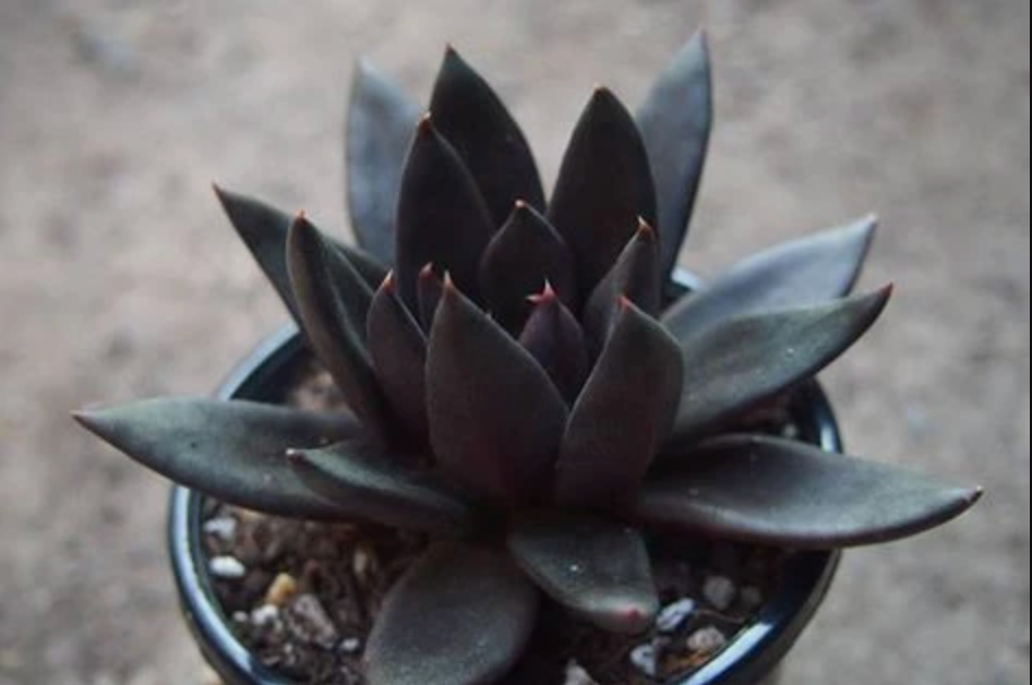 Echeveria 'Black knight – LET LOVE GROW (Succulent & Cactus)