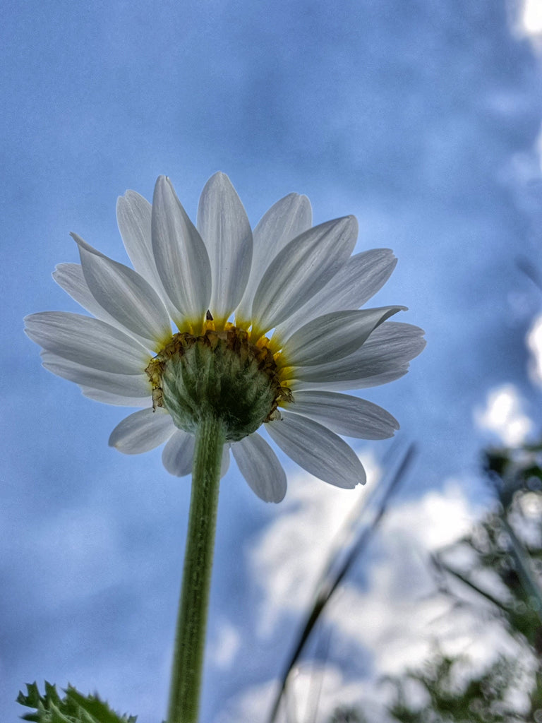 Flowers in Israel