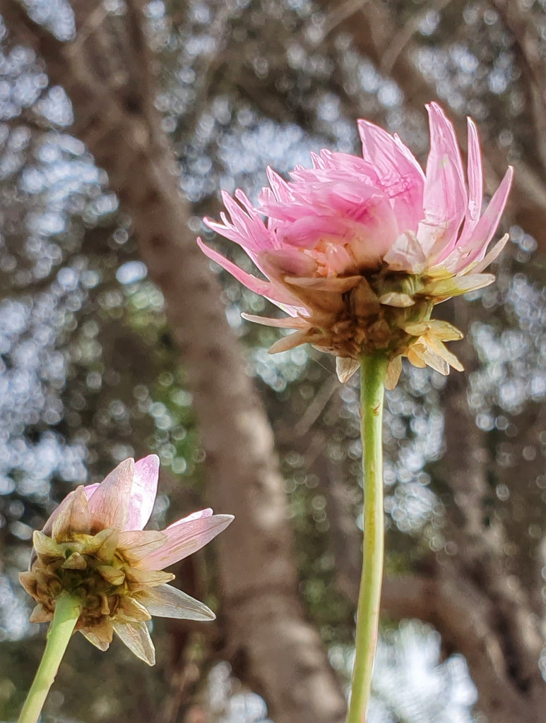 spring flowers