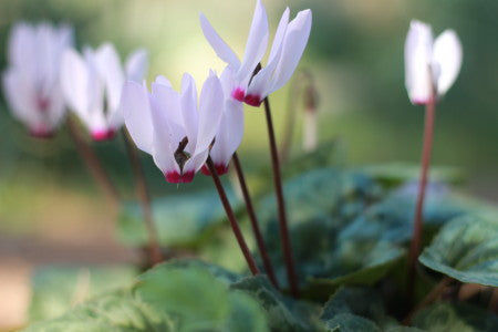 beautiful flowers