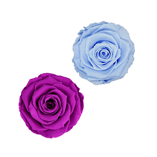 Basic Gold Box, Royal Blue & Orange Mini Roses