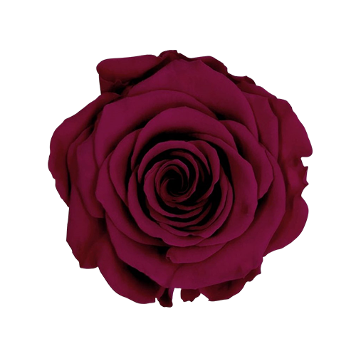 One in a Million Long-Stem Rose - Please Note Red, White, or Pink. Red is  Default by Mystical Rose Flowers