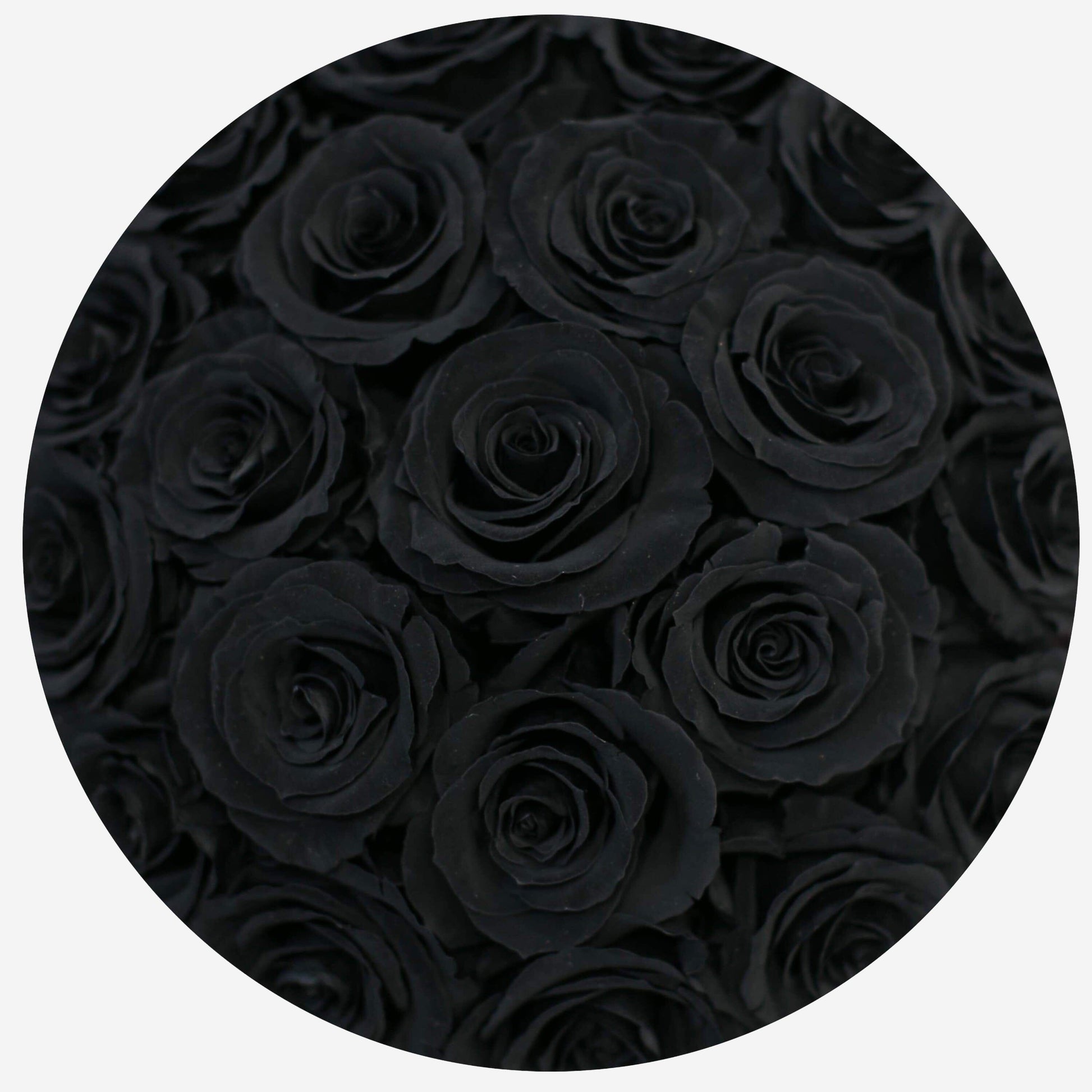 Basic Caja Blanca | Rosas Negras | The Million Roses