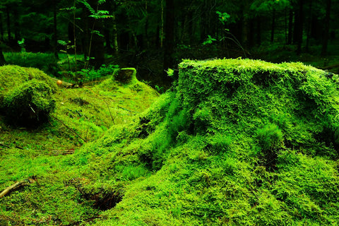 Tips for Trips: Using Moss in 4 ways 