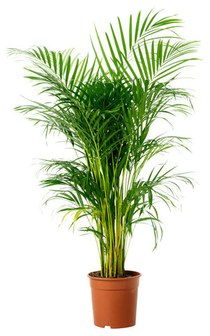Plants that purify the air - bamboo palm