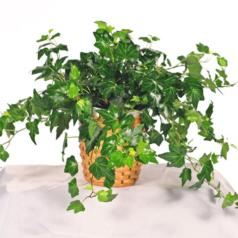 Plants that purify the air - english ivy 