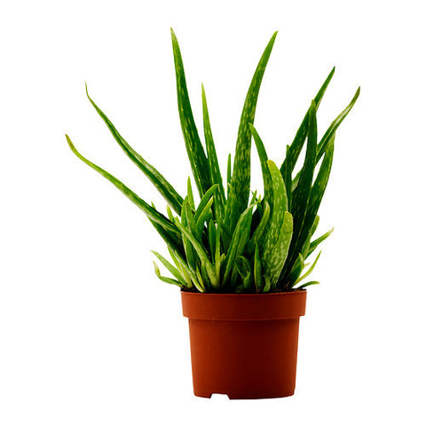 Plants that purify the air - Aloe Vera