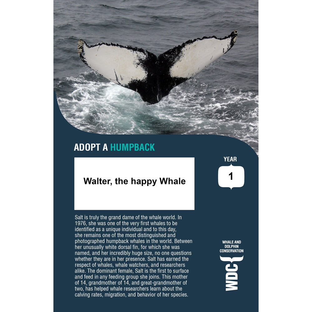 WDC Whale and Dolphin Conservation