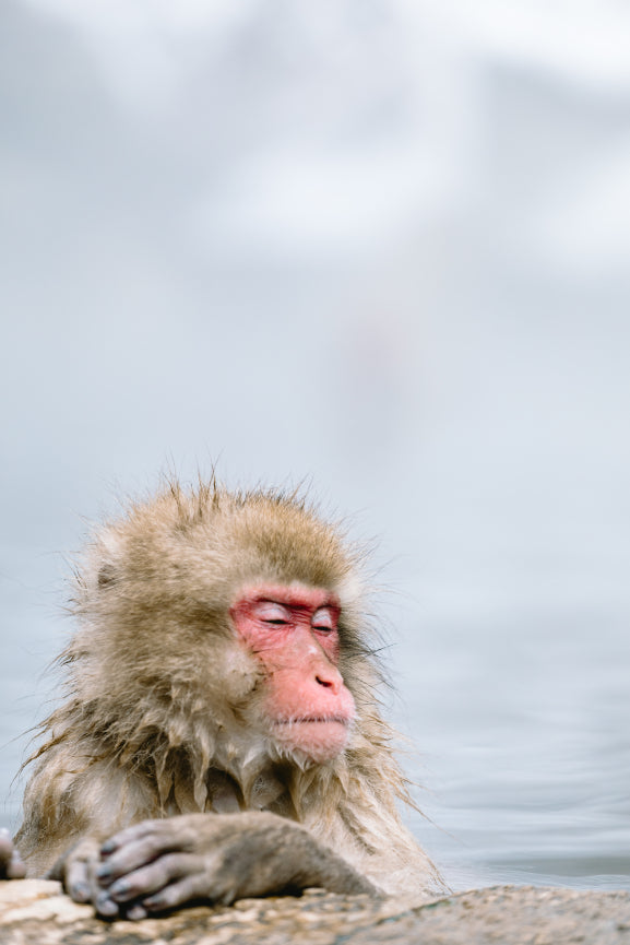 onsen monkey in Japan