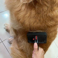 Grooming dog during shedding season