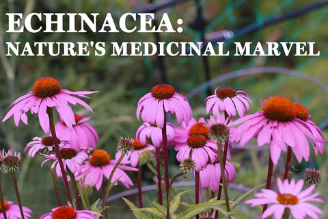 Echinacea: Nature's Medicinal Marvel