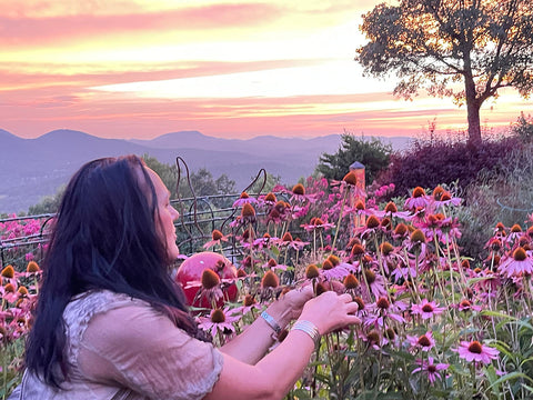 Sandra tending echinaceas at sunset