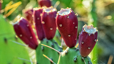 Prickley Pear